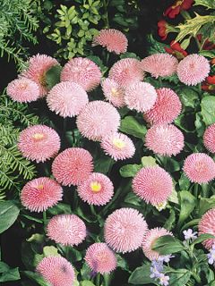 Paquerette Galaxy Rose Carmin