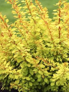 Épine-vinette de Thunberg 'Golden Carpet'