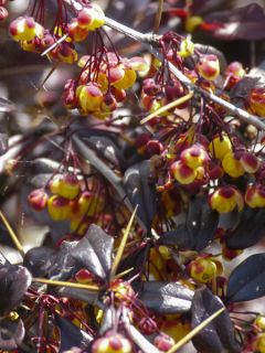 Berberis Thunderbolt® - Epine-vinette