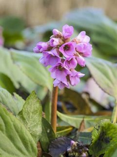 Bergénia schmidtiii
