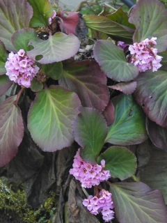 Bergenia stracheyi