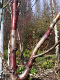 Betula albosinensis Blason - Bouleau de Chine Betula albosinensis Blason - Bouleau de Chine