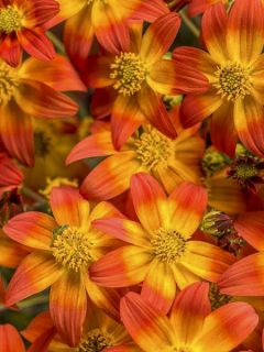 Bidens Campfire Fireburst - Bidens orange