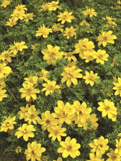 Bidens ferulifolia
