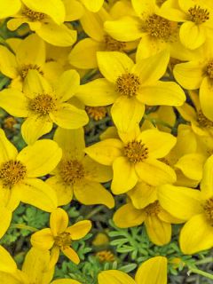 Bidens Ferulifolia Compact