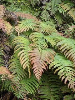 Blechnum chilense - Blechne du Chili