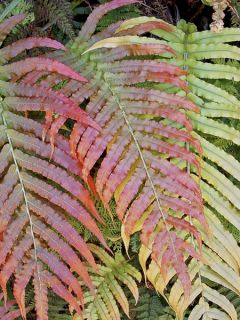 Blechnum novae-zelandiae - Blechne de Nouvelle-Zélande