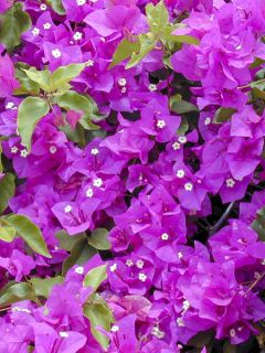 Bougainvillée spectabilis Blanc
