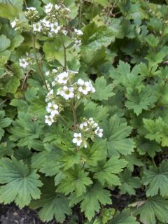 Boykinia aconitifolia