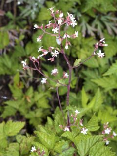 Boykinia occidentalis