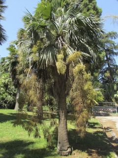 Brahea calcarea - Palmier mexicain