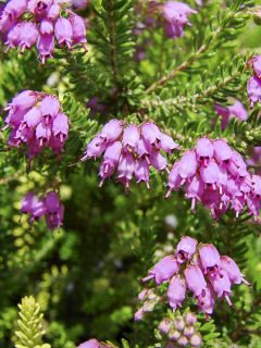 Bruckenthalia spiculifolia