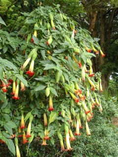 Brugmansia sanguinea