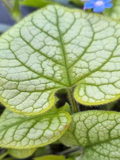 Brunnera macrophylla Jack's Gold - Myosotis du Caucase