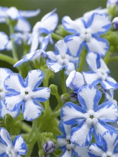 Buglosse de Sibérie 'Starry Eyes '