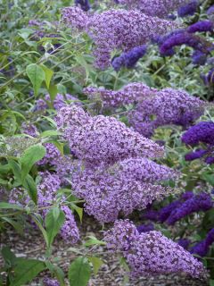 Buddleja davidii Gulliver - Arbre à papillons