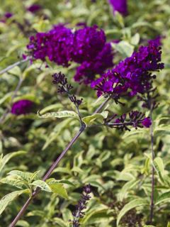 Buddleia davidii Masquerade - Arbre aux papillons