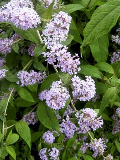 Arbre aux papillons delavayi