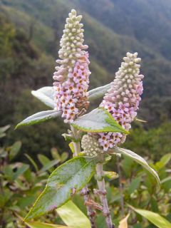 Buddleja (Buddleia) macrostachya - Arbre aux papillons