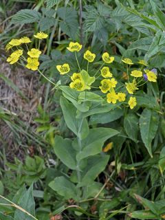 Buplèvre, Bupleurum longifolium ssp. aureum