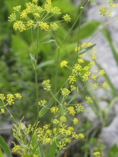 Buplèvre en faux, Percefeuille