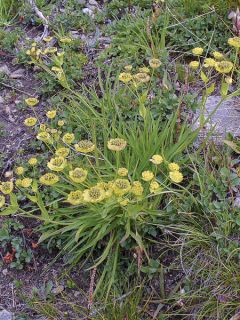 Buplèvre, Bupleurum ranunculoïdes