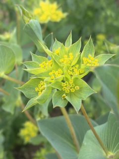 Buplèvre à feuilles rondes 'Green Gold'
