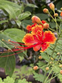 Graines de Petit Flamboyant - Caesalpinia pulcherrima