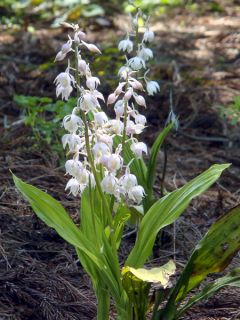 Orchidée terrestre aristulifera