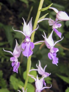 Calanthe reflexa - Orchidée vivace