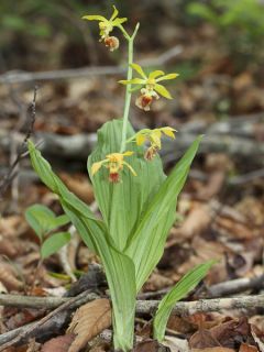 Orchidée terrestre tricarinata