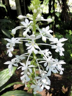 Calanthe triplicata - Orchidée vivace