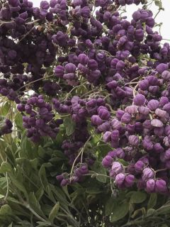 Calceolaire, Calceolaria arachnoidea
