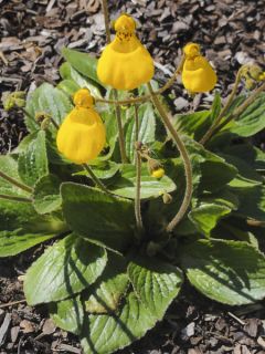 Calceolaire, Calceolaria biflora