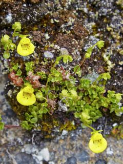Calceolaire, Calceolaria tenella