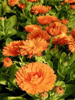 Calendula Powerdaisy Tango - Souci