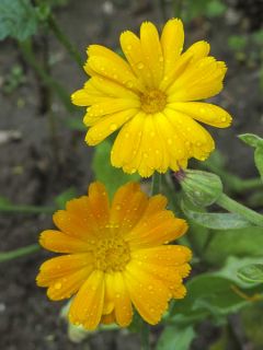 Graines de Calendula officinalis - Souci des Jardins