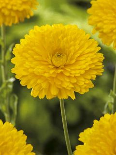 Souci des jardins 'Ball's Golden Yellow'