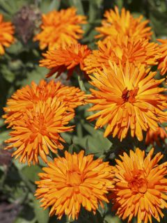 Souci des jardins 'Calexis Orange'