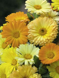 Souci des jardins 'Fiesta Gitana'