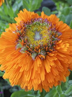 Graines de Calendula officinalis Ollioules Orange Greenheart  - Souci des Jardins