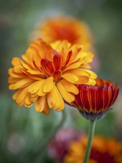 Souci double de Jardin Indian Prince - Calendula officinalis