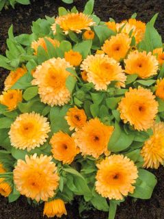 Calendula Nana Apricot Twist