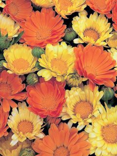 Calendula Nana Citrus Cocktail 