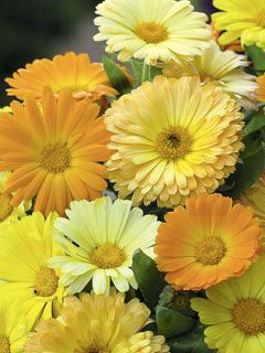 Calendula Nana Fruit Twist 1 Packet 