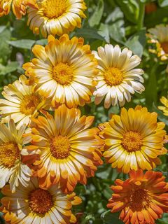 Calendula officinalis nana Oopsy Daisy 