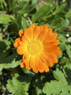 Souci des jardins 'orange simple'