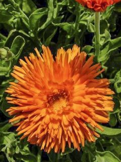 Souci des jardins 'Porcupine'