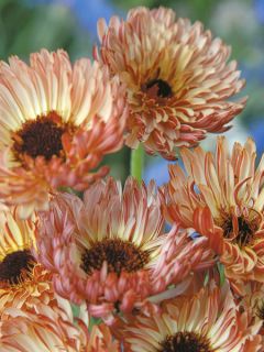 Souci des jardins 'Sherbet Fizz'