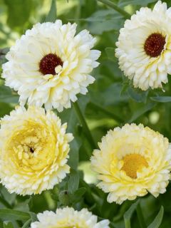 Souci des jardins 'Snow Princess'